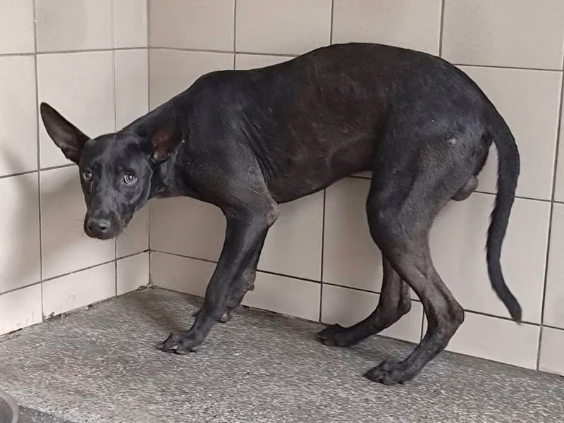 Black adult male mixed-breed dog, Large, shelter no. …1113