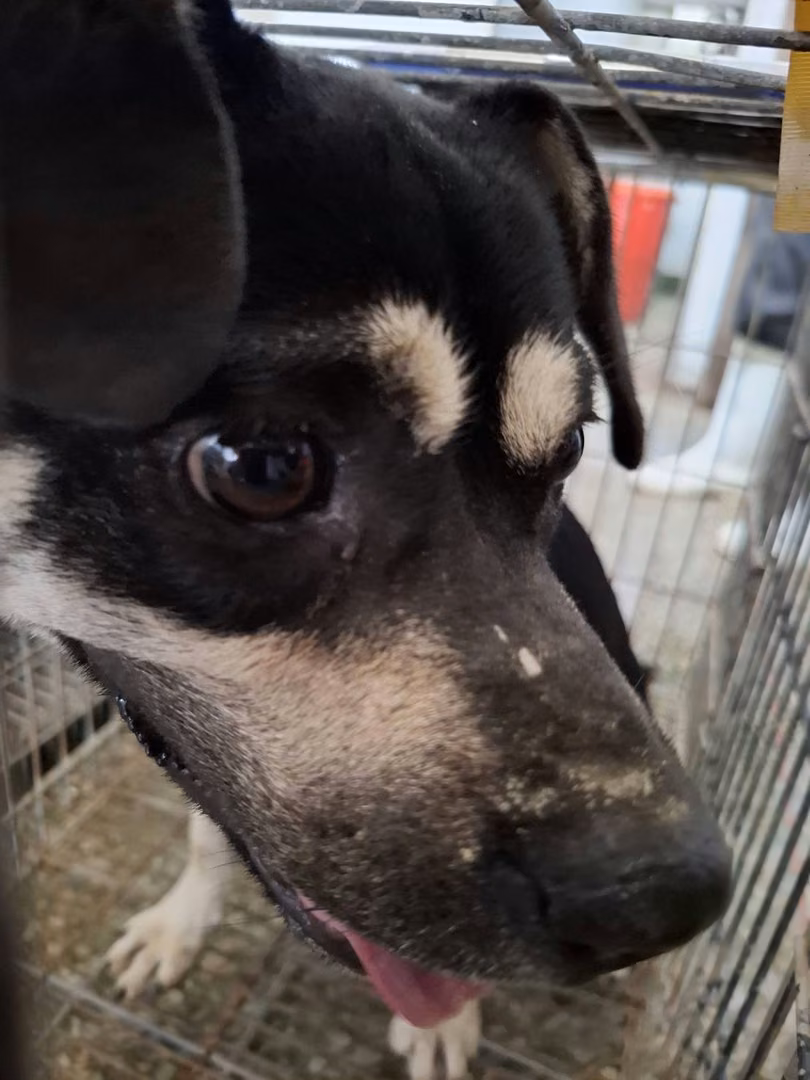 Black-and-white adult male mixed-breed dog, Medium, shelter no. …4-01