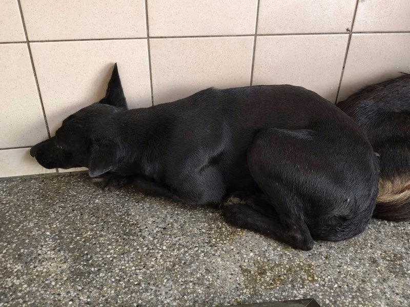 Black adult female mixed-breed dog, Large, shelter no. …0914