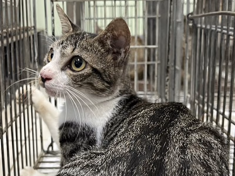 Adult female mixed-breed cat, Small, shelter no. …2C04
