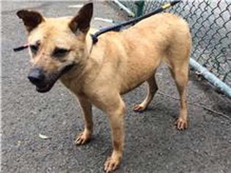 Black-and-tan adult female mixed-breed dog, Medium, shelter no. …0401