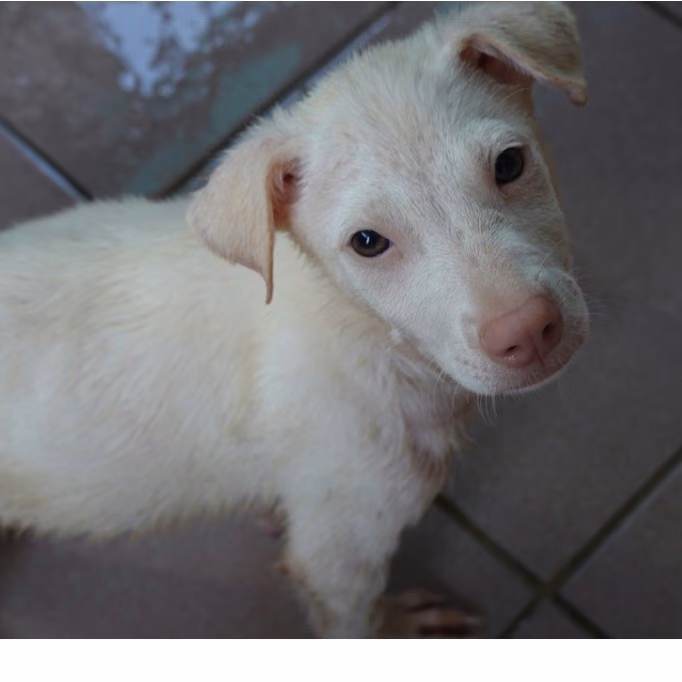 White young male mixed-breed dog, Small, shelter no. …7-07