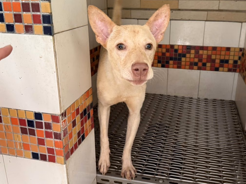 White adult male mixed-breed dog, Small, shelter no. …22W1