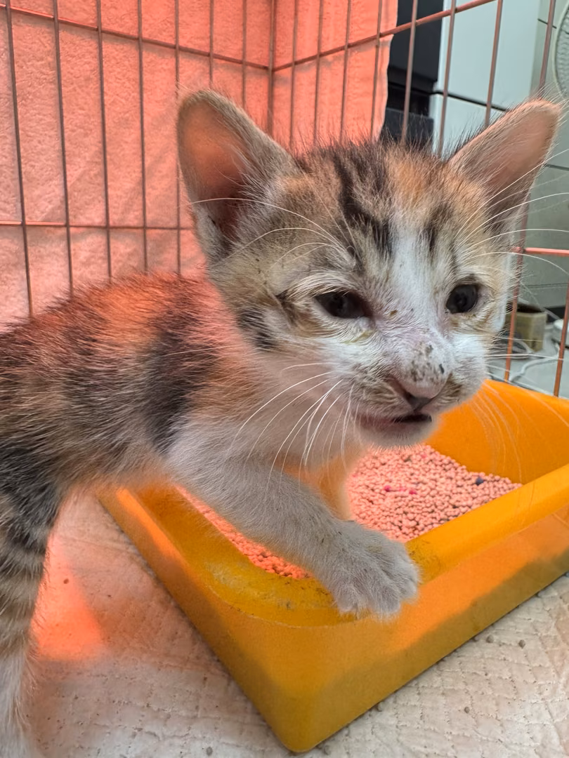 Calico young female mixed-breed cat, Small, shelter no. …4008