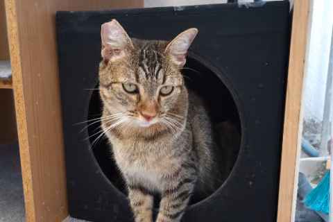 Cantora, Young · Female · European Shorthair