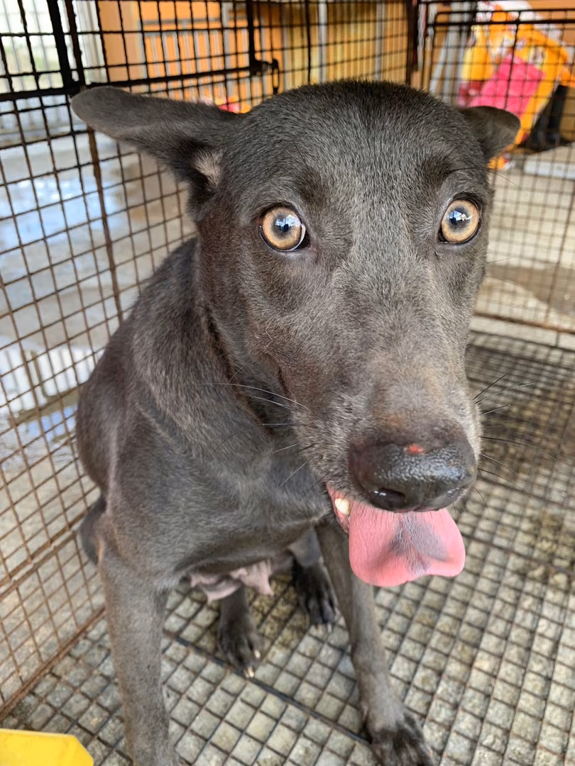 Black adult female mixed-breed dog, Large, shelter no. …2005