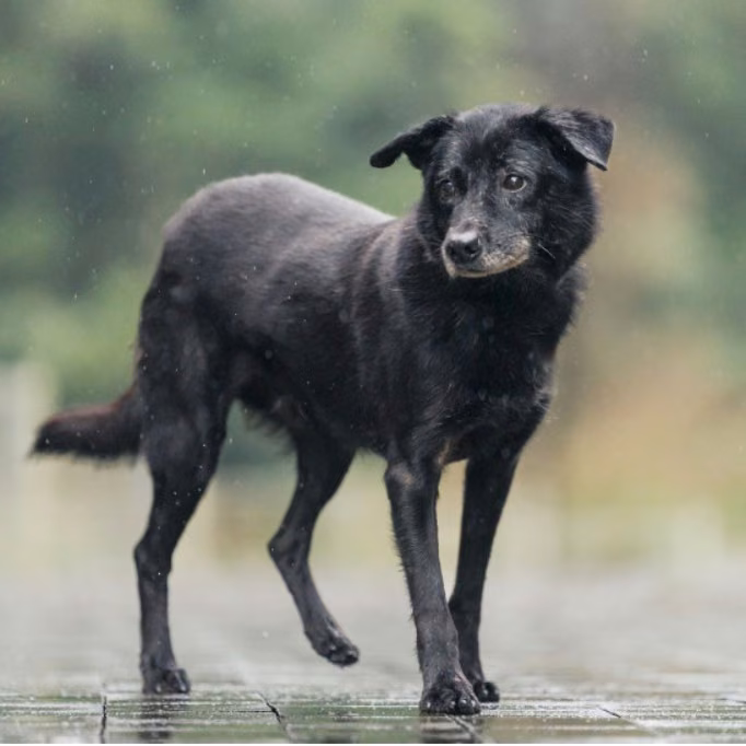 Black adult male mixed-breed dog, Medium, shelter no. …3002
