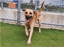 Brown adult male mixed-breed dog, Large, shelter no. …7002