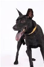 Black adult male mixed-breed dog, Medium, shelter no. …0802
