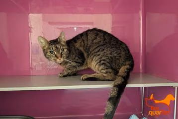 Brown tabby adult female European Shorthair, shelter no. …4065