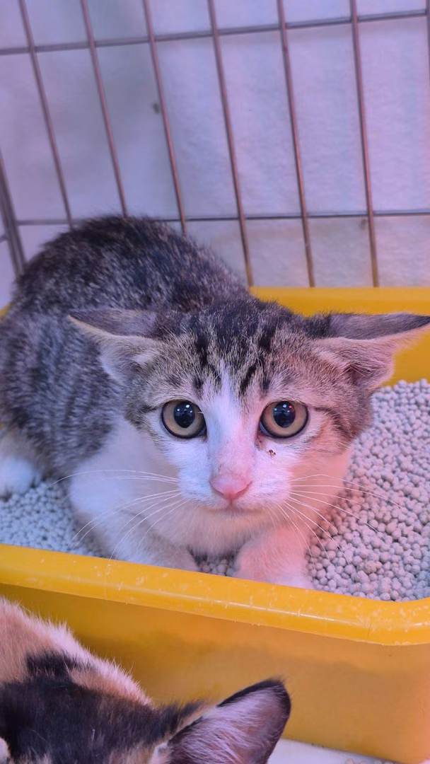 Tabby-and-white young male mixed-breed cat, Small, shelter no. …3003