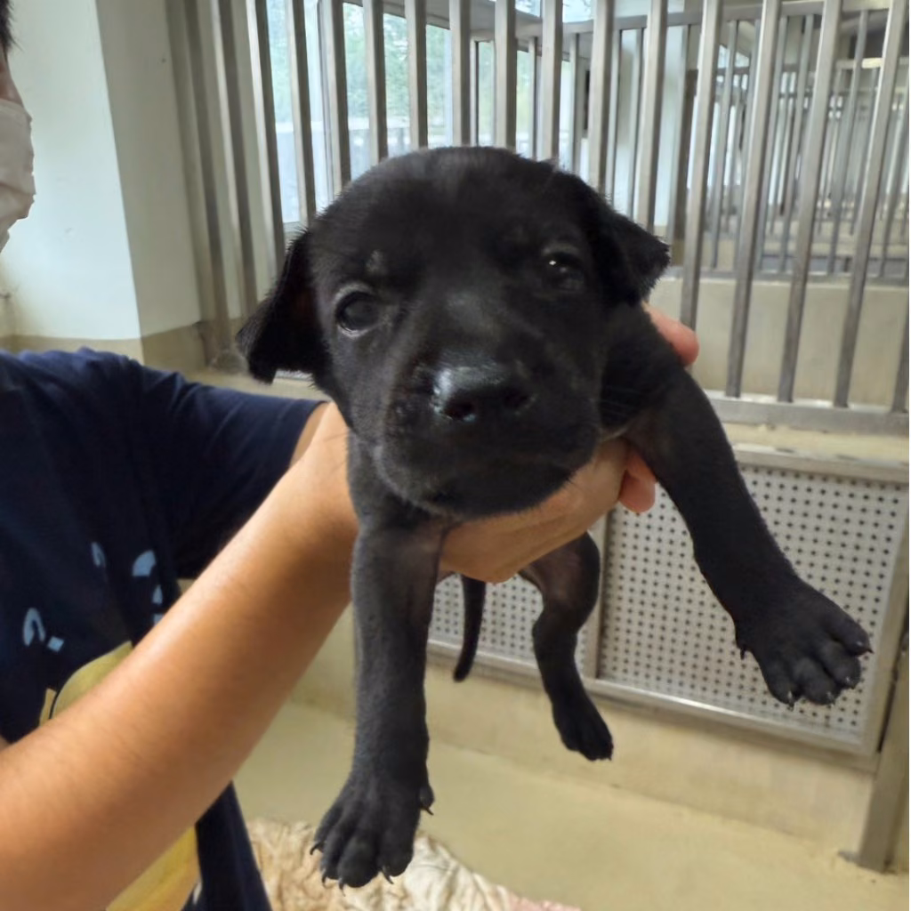 Black young female mixed-breed dog, Small, shelter no. …2010