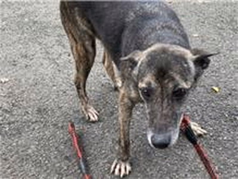 Tabby-and-white adult male mixed-breed dog, Medium, shelter no. …1007