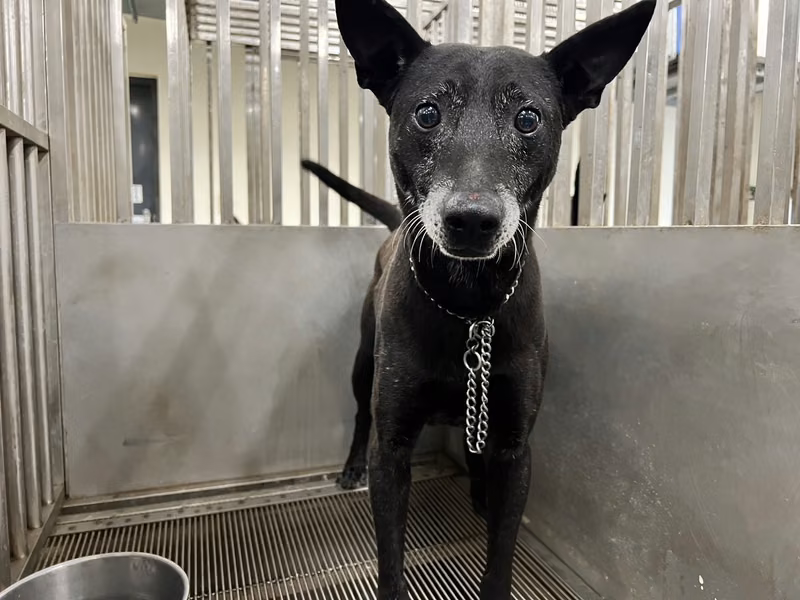 Black adult male mixed-breed dog, Medium, shelter no. …2001
