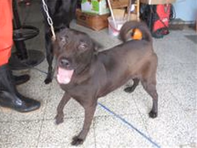Black adult male mixed-breed dog, Medium, shelter no. …3008