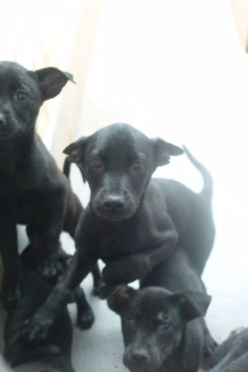 Black young mixed-breed dog, Small, shelter no. …0370
