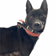 Black adult female mixed-breed dog, Medium, shelter no. …9027
