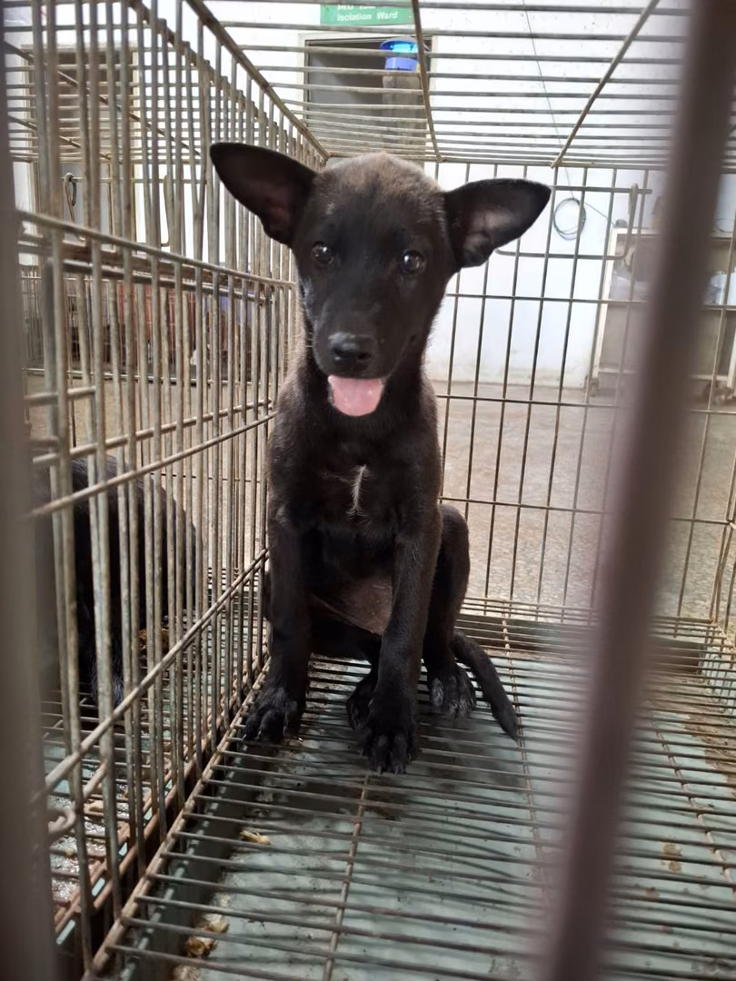 Black young female mixed-breed dog, Medium, shelter no. …1-01