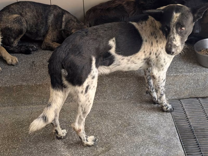 Patched adult male mixed-breed dog, Large, shelter no. …1508