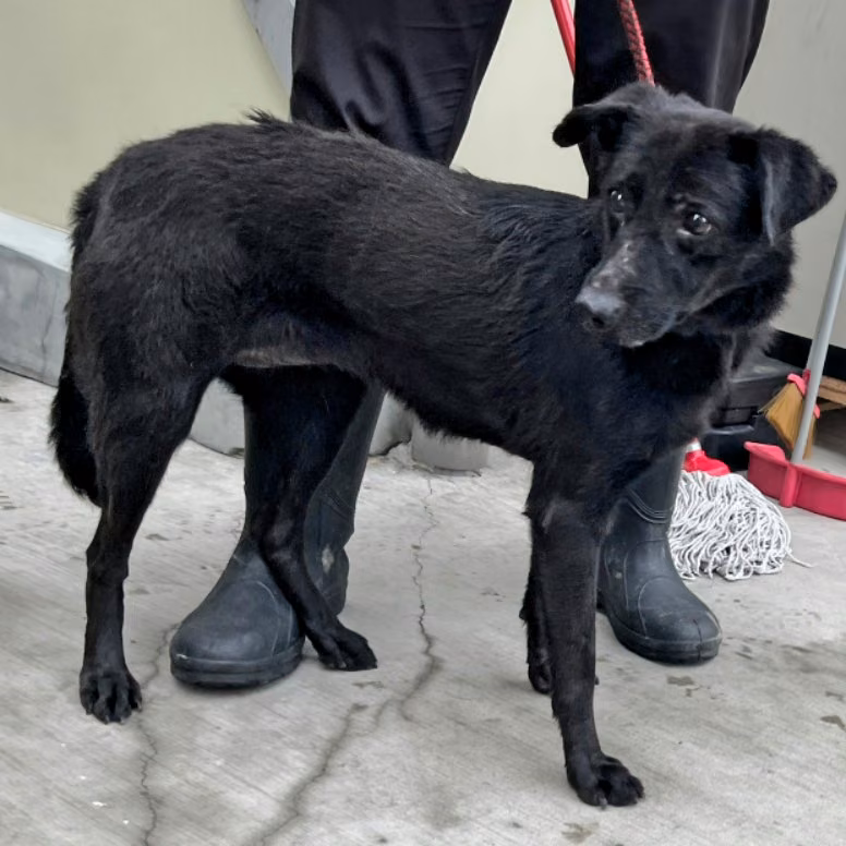Black adult female mixed-breed dog, Medium, shelter no. …3013