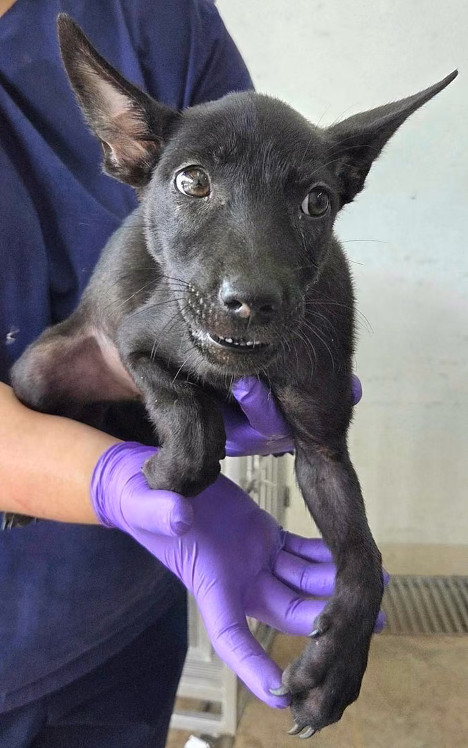 Black young female mixed-breed dog, Medium, shelter no. …1005