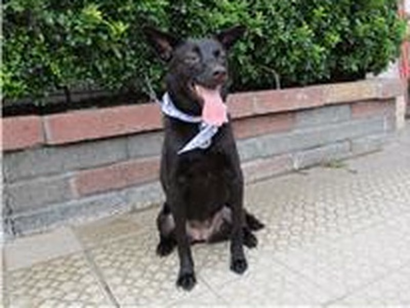 Black adult female mixed-breed dog, Medium, shelter no. …1537