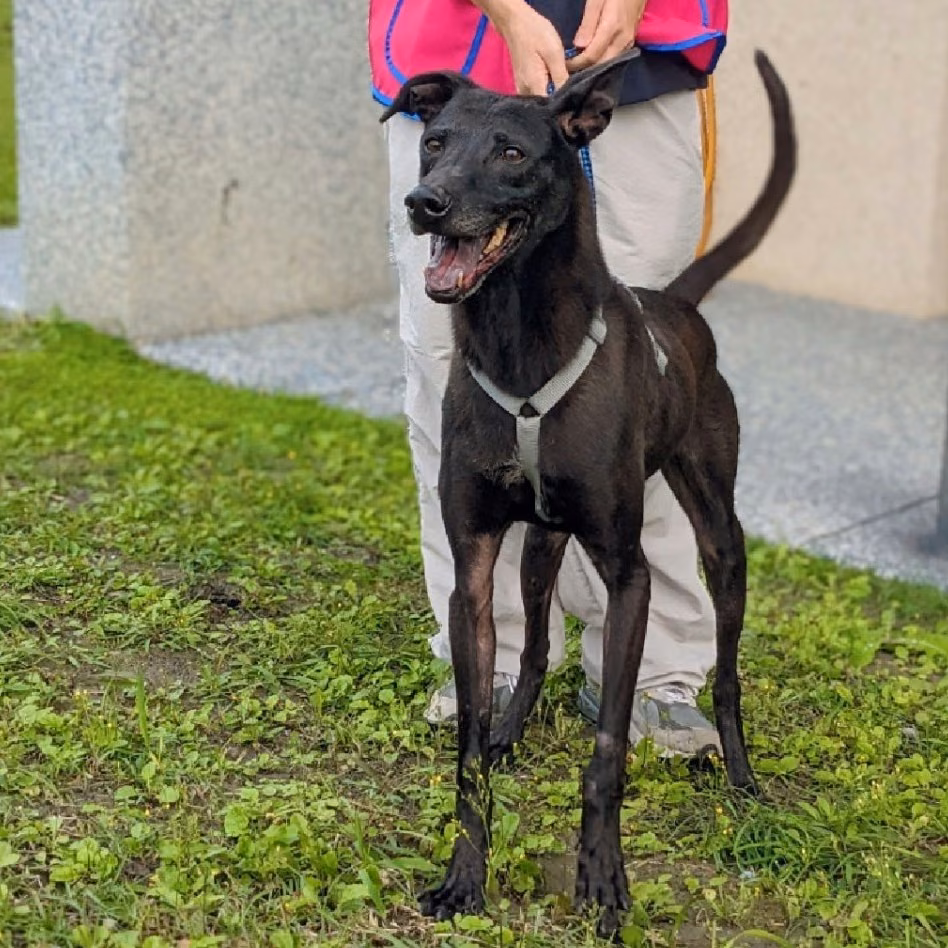 Black adult male mixed-breed dog, Medium, shelter no. …7002
