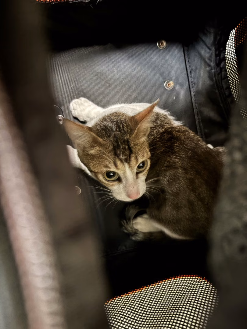 Tabby adult male mixed-breed cat, Medium, shelter no. …9007