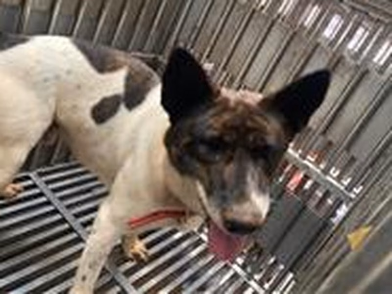 Black-and-white adult male mixed-breed dog, Medium, shelter no. …7003