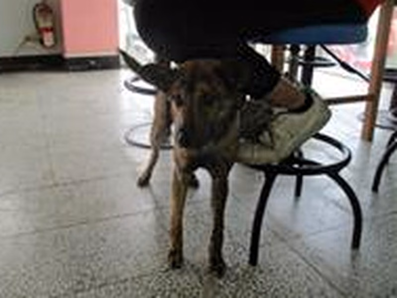 Tabby adult male mixed-breed dog, Medium, shelter no. …6003