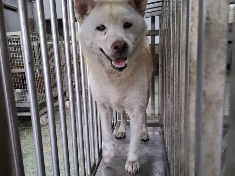 White adult female Shiba Inu, Medium, shelter no. …5-11