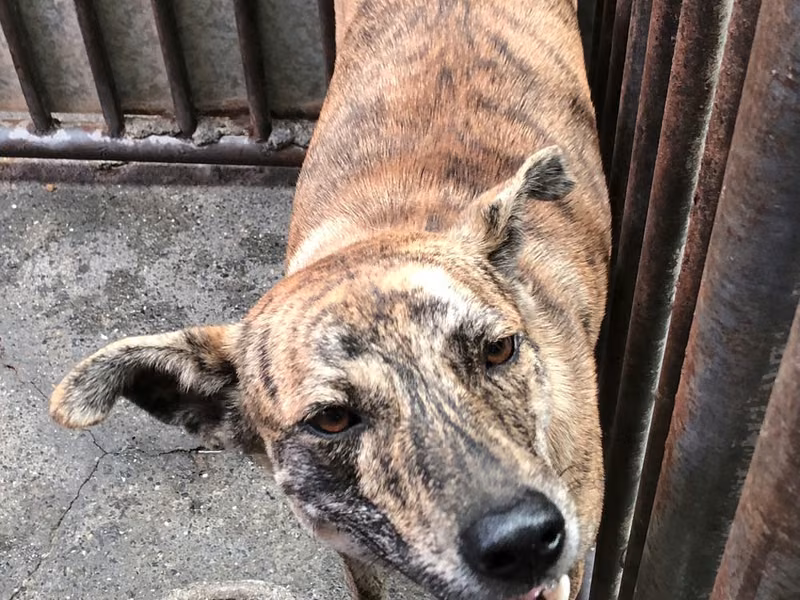 Tabby adult male mixed-breed dog, Medium, shelter no. …0003