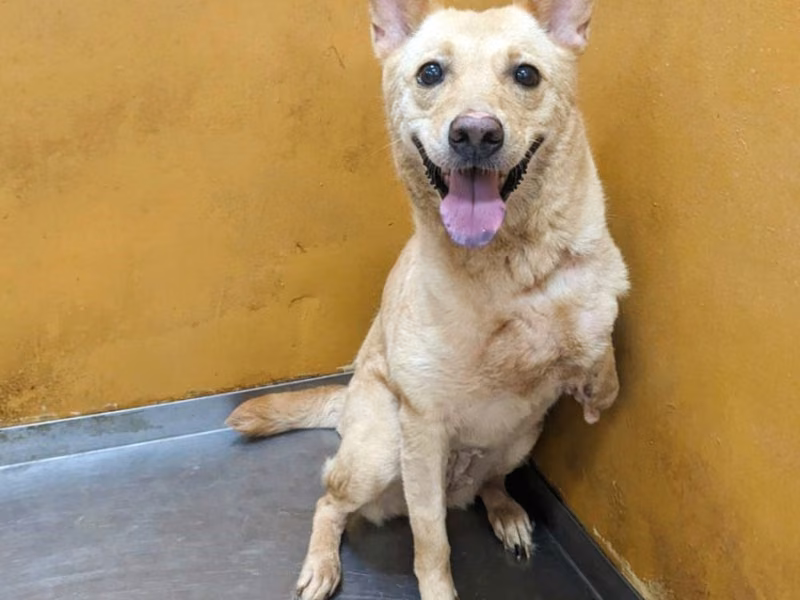 Tan adult female mixed-breed dog, Medium, shelter no. …4007