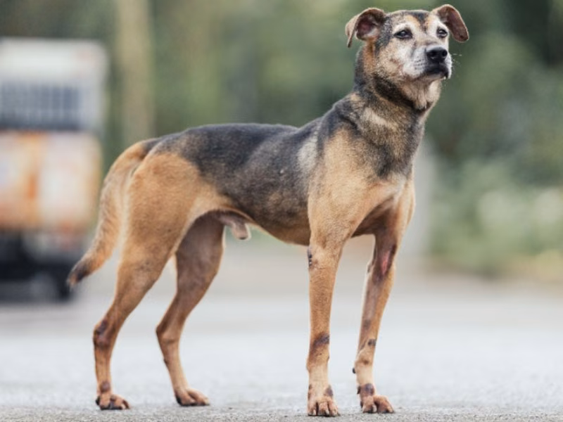 Black-and-tan adult male mixed-breed dog, Medium, shelter no. …1112