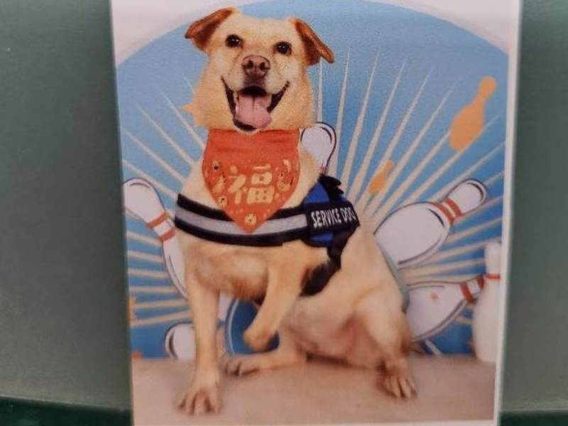 Cream adult female mixed-breed dog, Medium, shelter no. …7001