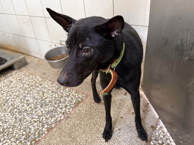 Black adult male mixed-breed dog, Medium, shelter no. …04A1