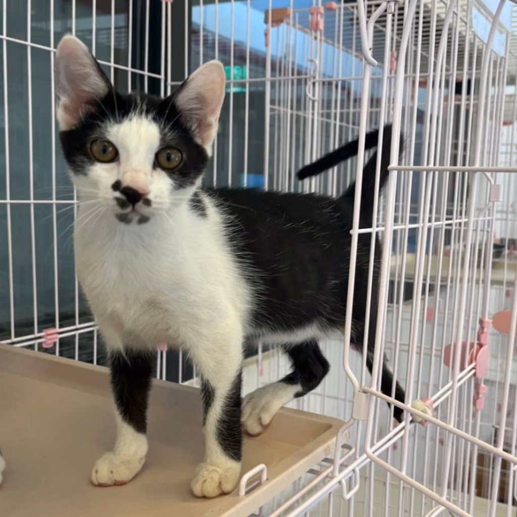 Black-and-white young male mixed-breed cat, Small, shelter no. …2002