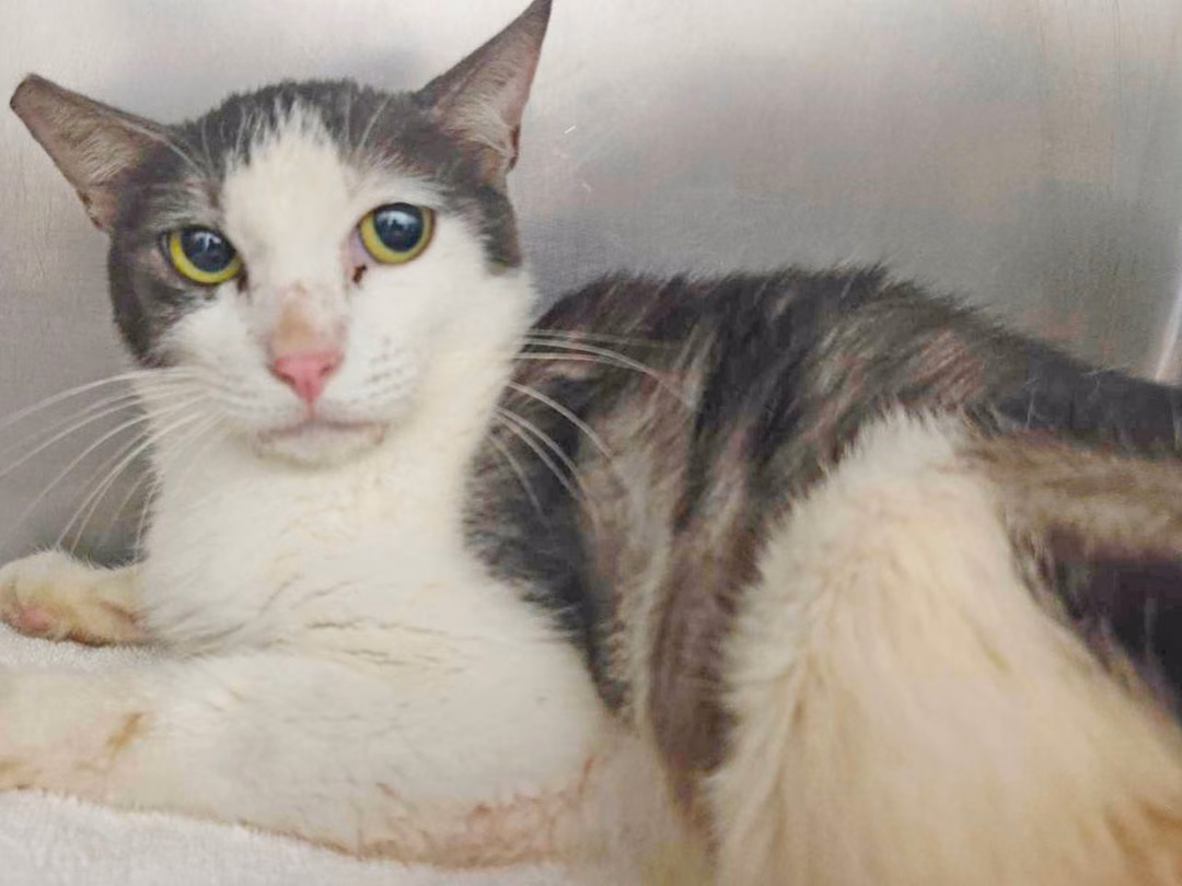 Tabby-and-white adult female mixed-breed cat, Medium, shelter no. …2501