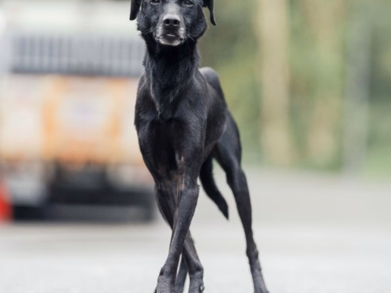 Black adult male mixed-breed dog, Medium, shelter no. …0013
