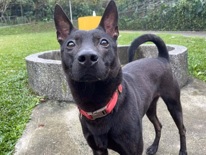 Black adult male mixed-breed dog, Medium, shelter no. …0204