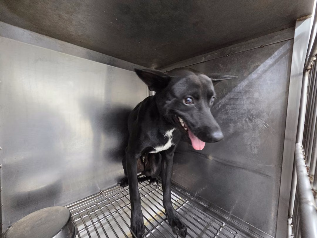 Black-and-white adult male mixed-breed dog, Medium, shelter no. …1709