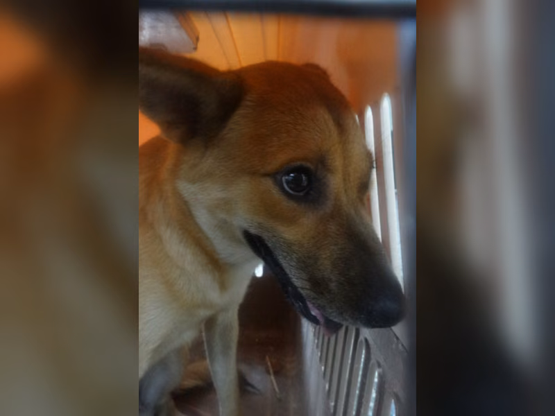 Black-and-tan adult female mixed-breed dog, Large, shelter no. …1422