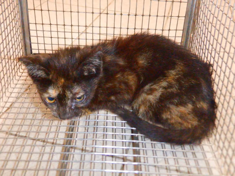 Adult female mixed-breed cat, Small, shelter no. …06C3