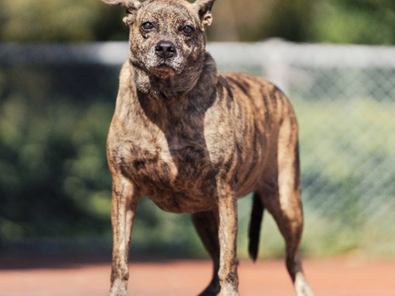 Tabby adult female mixed-breed dog, Medium, shelter no. …1206