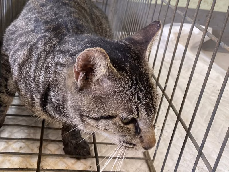 ミックス猫（オス・成猫）、小型, 施設番号 …3C01