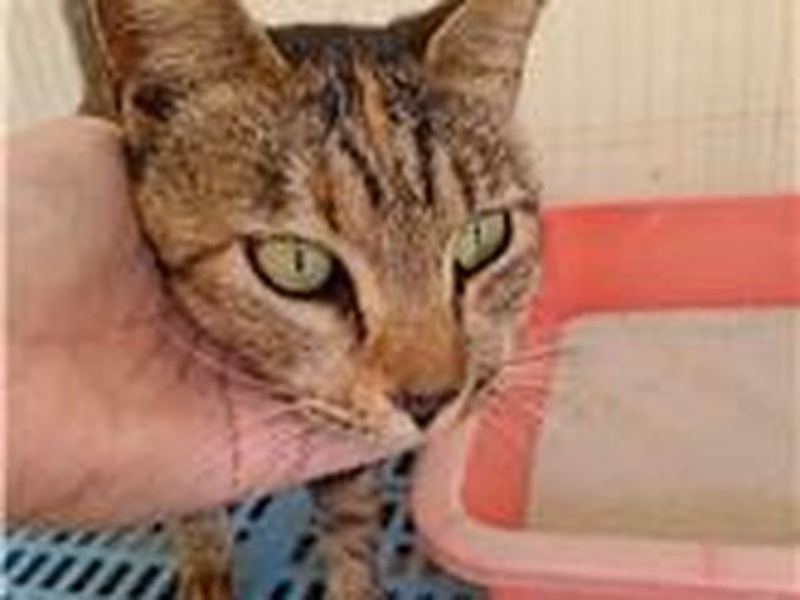 Tabby adult female mixed-breed cat, Medium, shelter no. …7001