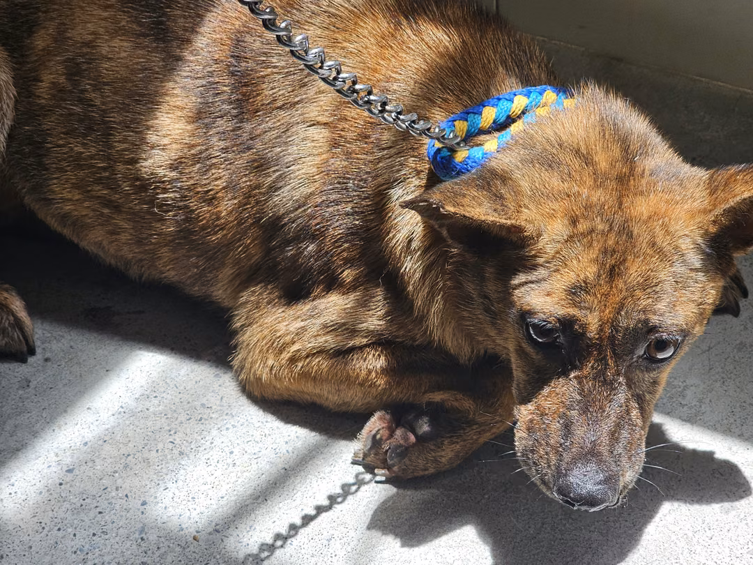 Tabby adult female mixed-breed dog, Medium, shelter no. …1405