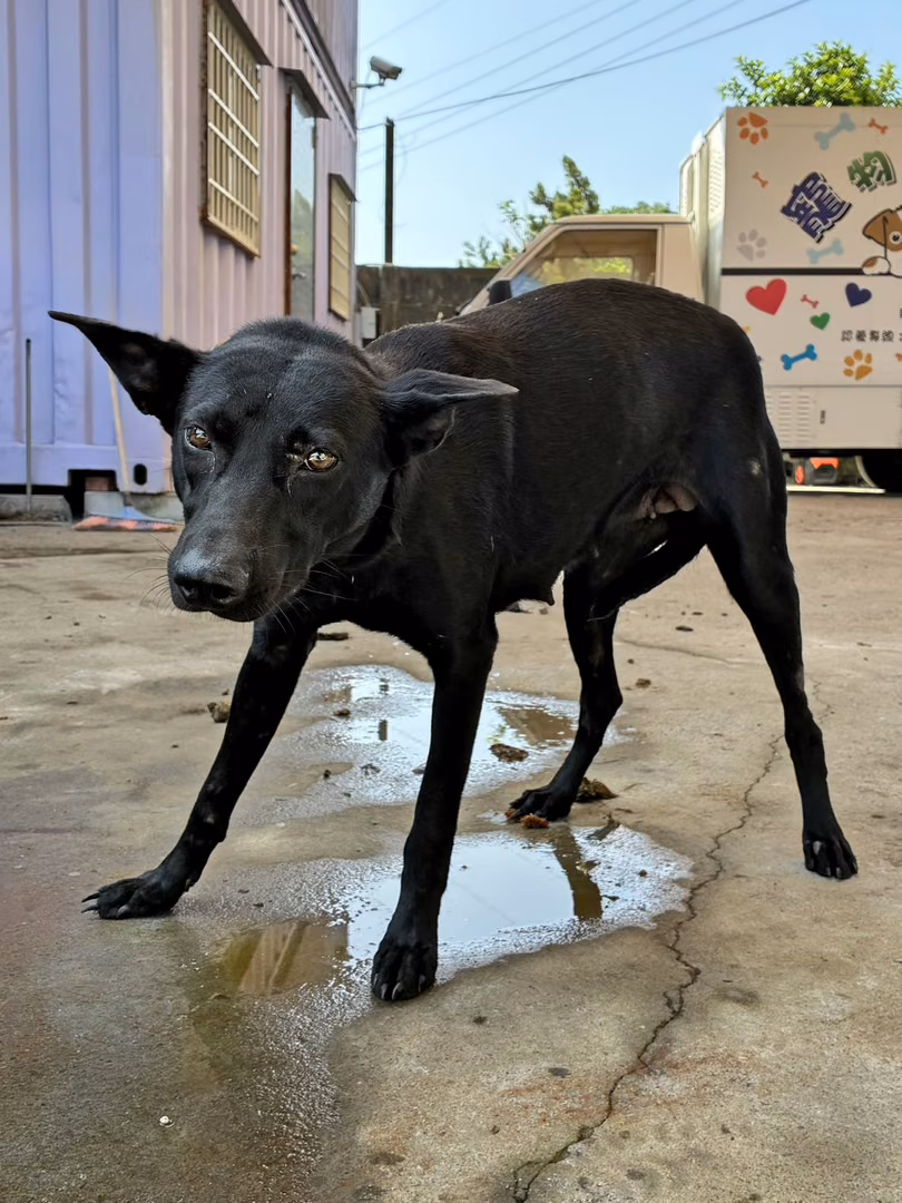 Black adult female mixed-breed dog, Medium, shelter no. …7002