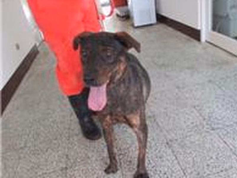 Tabby adult female mixed-breed dog, Medium, shelter no. …1001