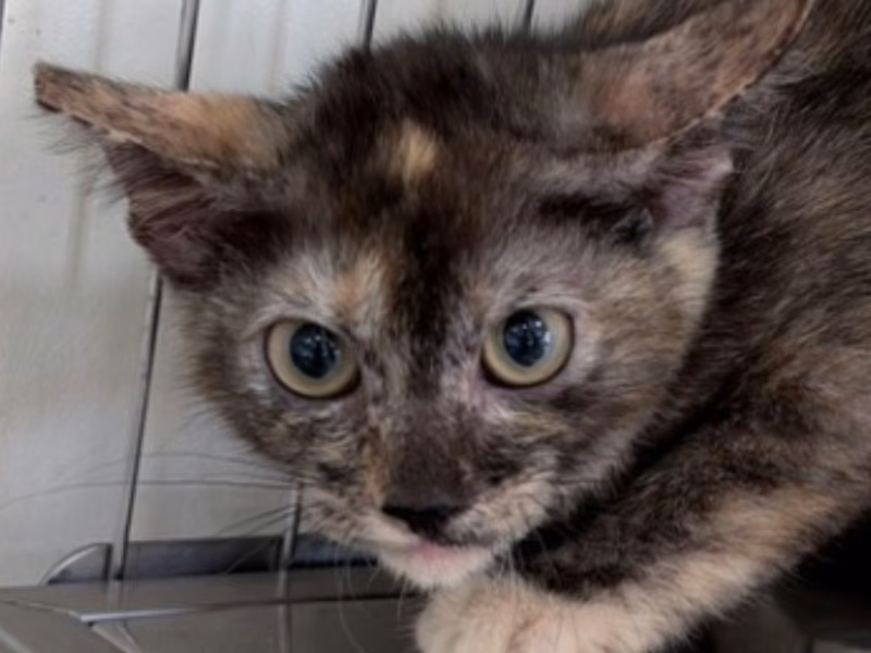 Young female mixed-breed cat, Small, shelter no. …2C08